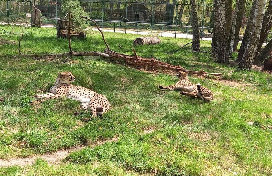 Ojcowie gepardów to bracia Akin i Thabo z Niemiec 
