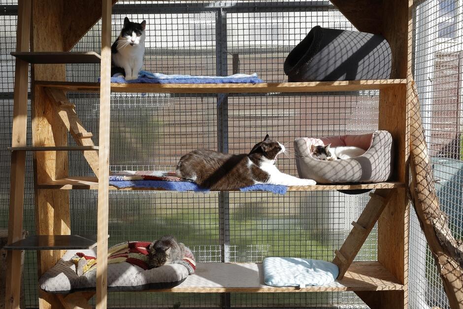Koty w promykowej wolierze korzystają ze słoneczka 