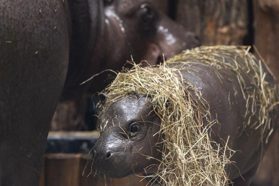 Otwarcie nowego wybiegu i pawilonu dla hipopotamów karłowatych na terenie gdańskiego ogrodu Zoologicznego, lipiec 2021. Nz. Tosia i jej córka Tanga