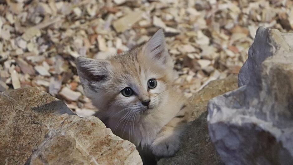 Mały kotek oparty łapkami o kamienie