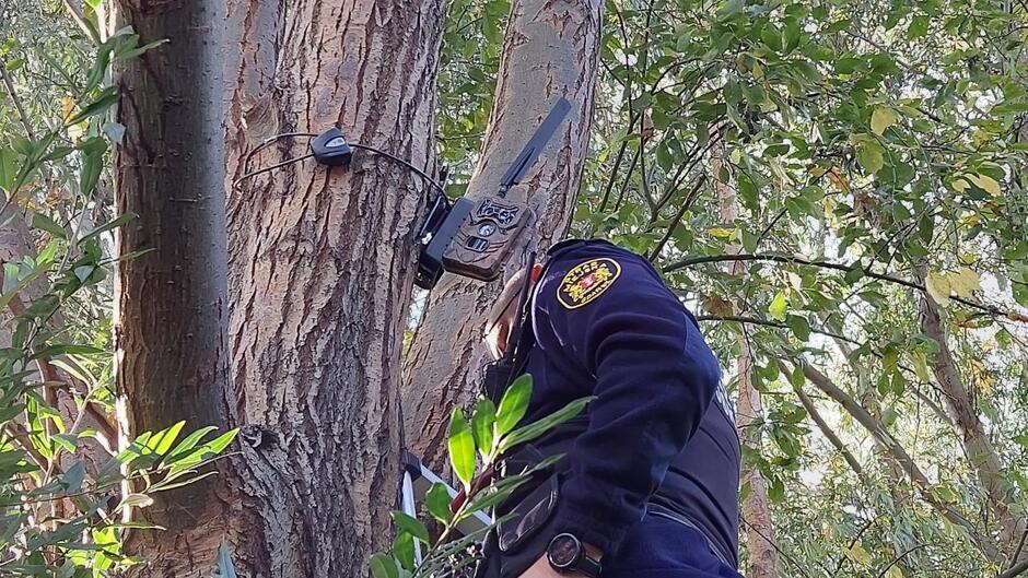 Fotopułapki reagują na ruch: nagrywają krótkie filmiki lub robią zdjęcia 