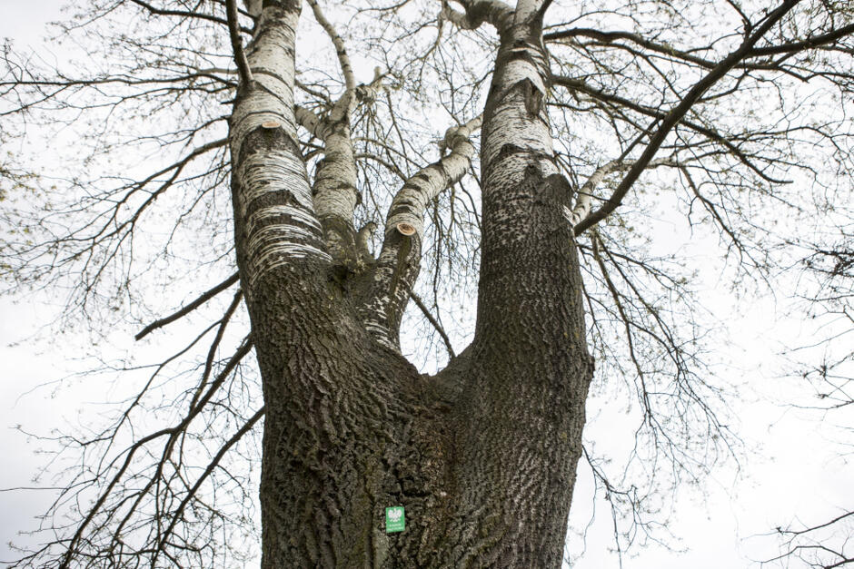 Zgłosić drzewo na pomnik przyrody może każdy. Nz. drzewo z gatunku topola biała o kilku pniach