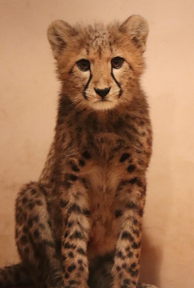 portret siedzącego na łapach małego geparda - kot patrzy na wprost aparatu