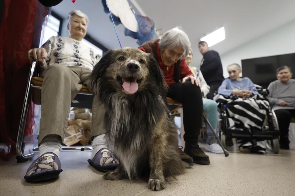 drugi uśmiechnięty psi senior, dookoła starsze osoby na wózkach inwalidzkich