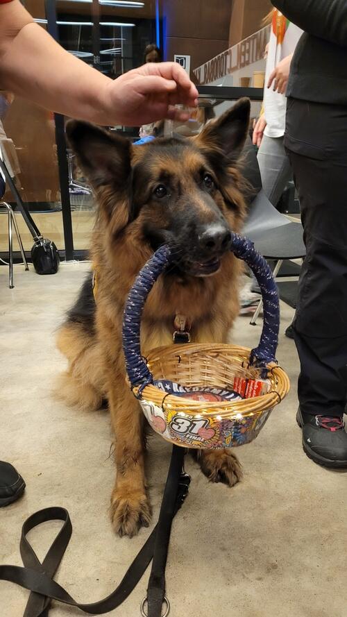 Pies 9owczarek niemiecki) trzyma w zębach koszyk WOŚP