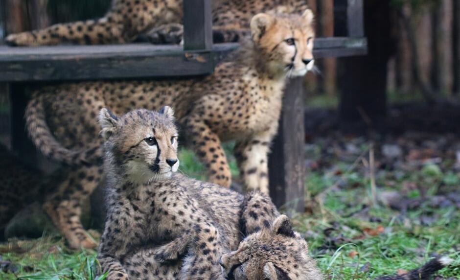 młode gepardy