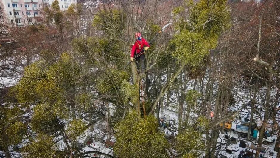 mężczyzna siedzi na drzewie, widok z góry, wokół bloki