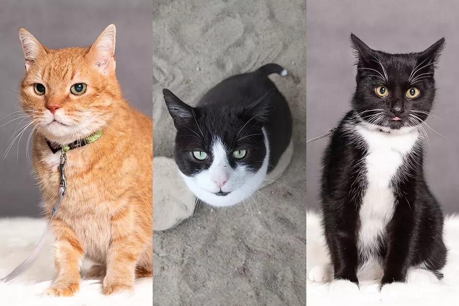 trzy zdjęcia kotów zestawione razem