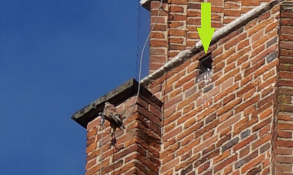 Ptak siedzący na budynku z czerwonej cegły, na murze namalowana komputerowo żółta strzałka