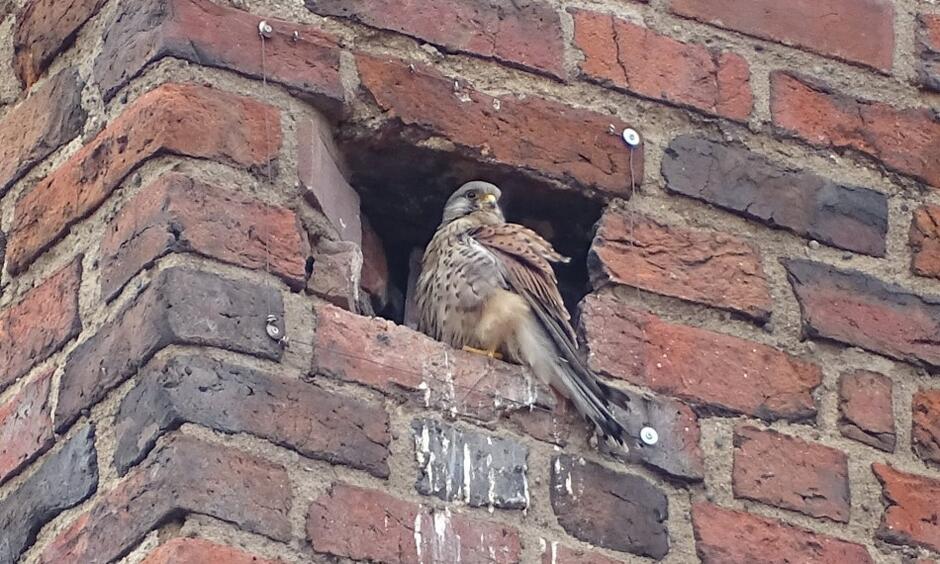 Ptak sokołowaty siedzący we wnęce budynku z czerwonej cegły