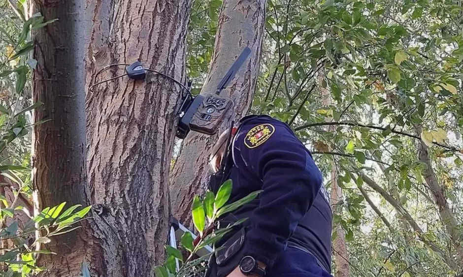 na zdjęciu fragment drzewa na którym stoi strażnik miejski w mundurze i trzyma fotopułapkę