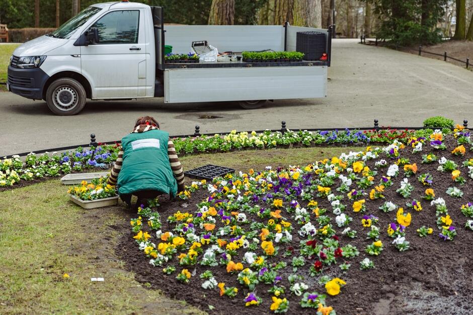 na zdjęciu ogrodniczka klęka nad rabatą, sadzi prawdopodobnie kwiaty, po prawej widać już rabatę obsadzoną kilkudziesięcioma kwiatkami, w tle widać jasny samochód dostawczy