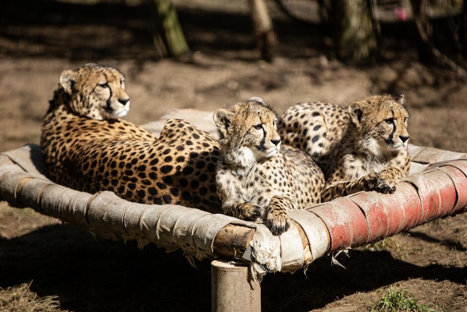 Trzy gepardy leżą na drewnianej platformie: jeden duży, dwa małe