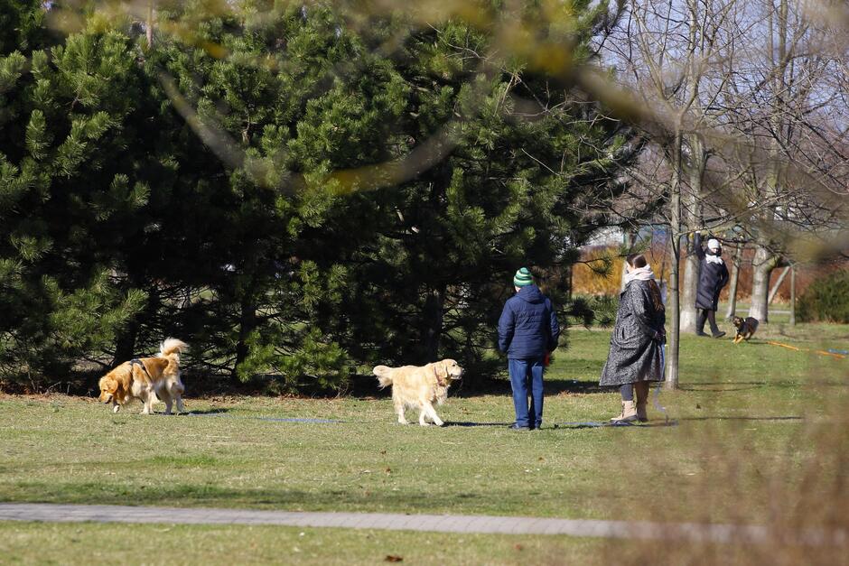 na zdjęciu dwie dorosłe osoby wyprowadzają psy w parku, obok nich widać wysokie iglaste drzewo