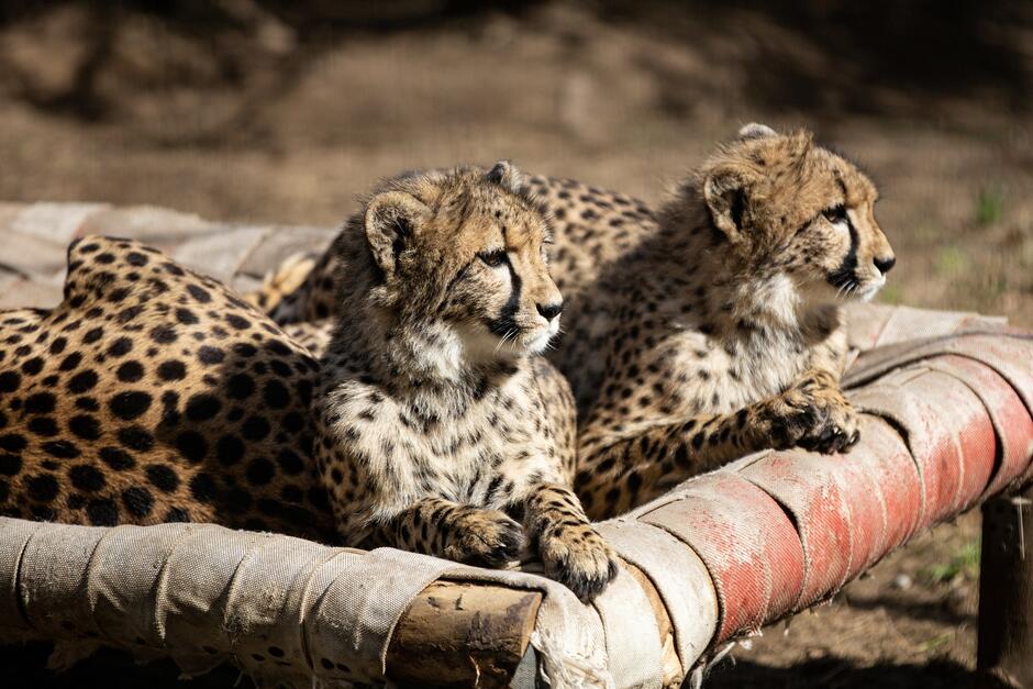 dwa młode gepardy odpoczywają na trawie