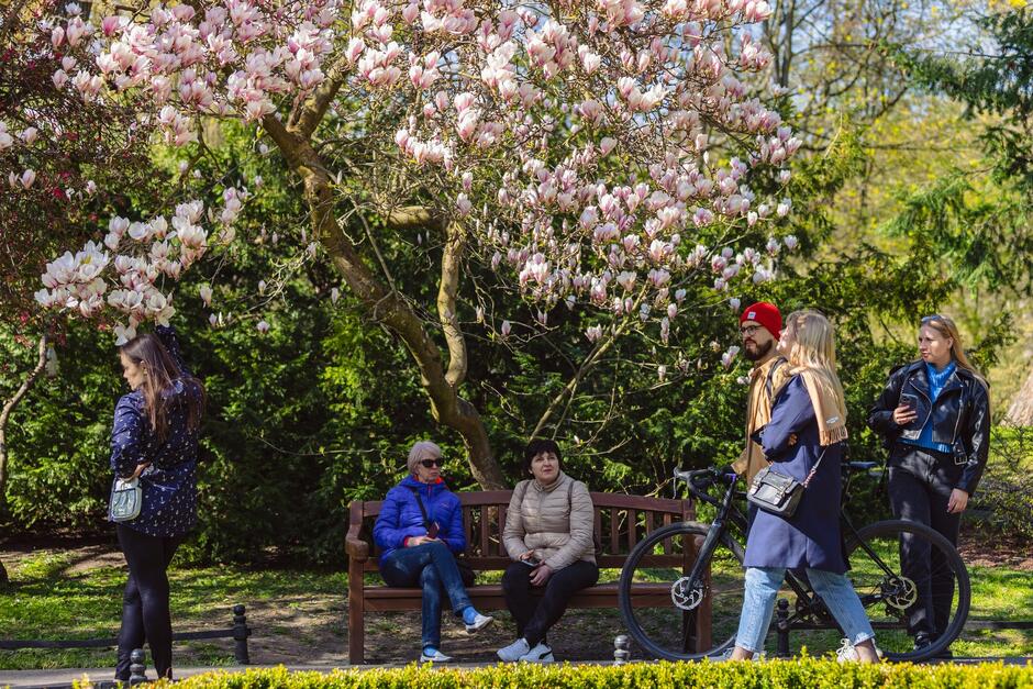drzewa z kwiatami, pod nimi na ławce siedzą dwie starsze kobiety, młoda pozuje przy gałęzi magnoli, przechodzi para z rowerami, patrząc na magnolię