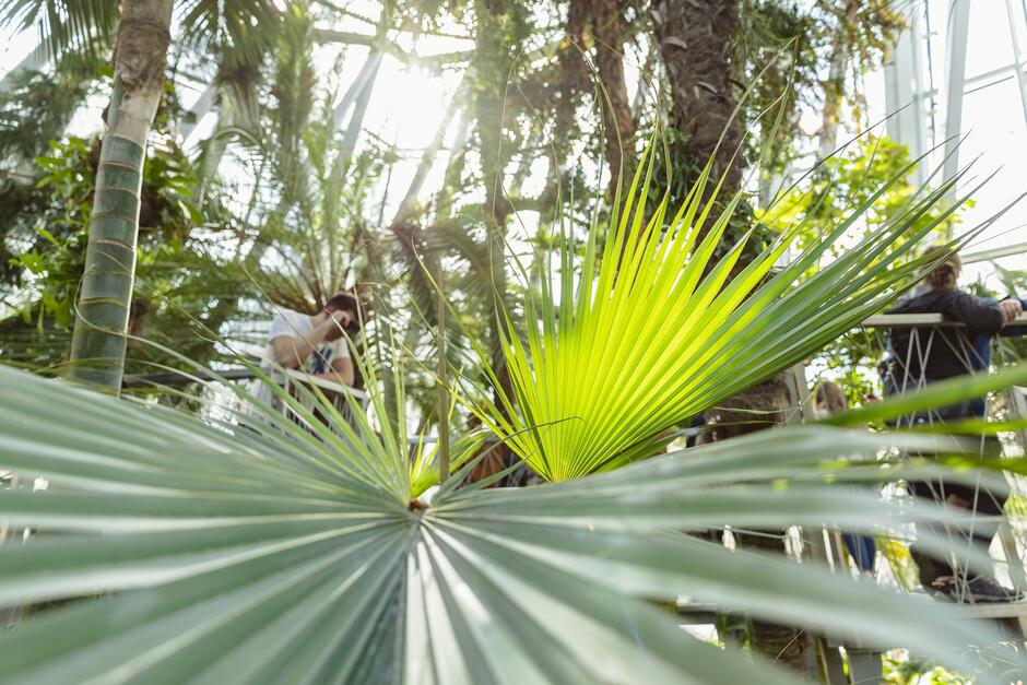 zbliżenie na rozłożyste wielkie liście palm