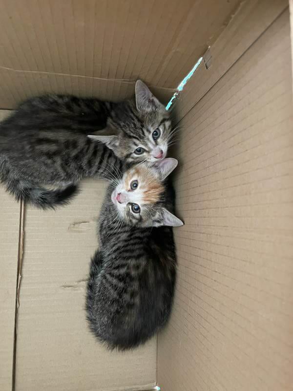 dwa kotki siedzące w kartonie 