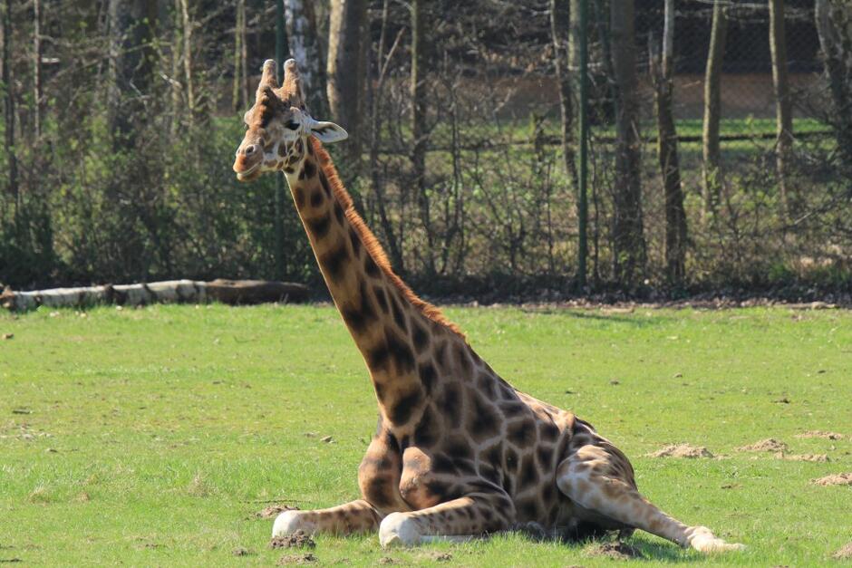 Zwierzę z bardzo sługą szyją, w duże cętki, leży na trawie z podwiniętymi nogami 