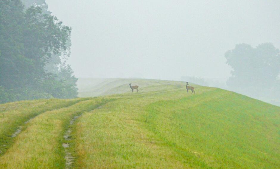 sarny stoją we mgle na trawiastym wale