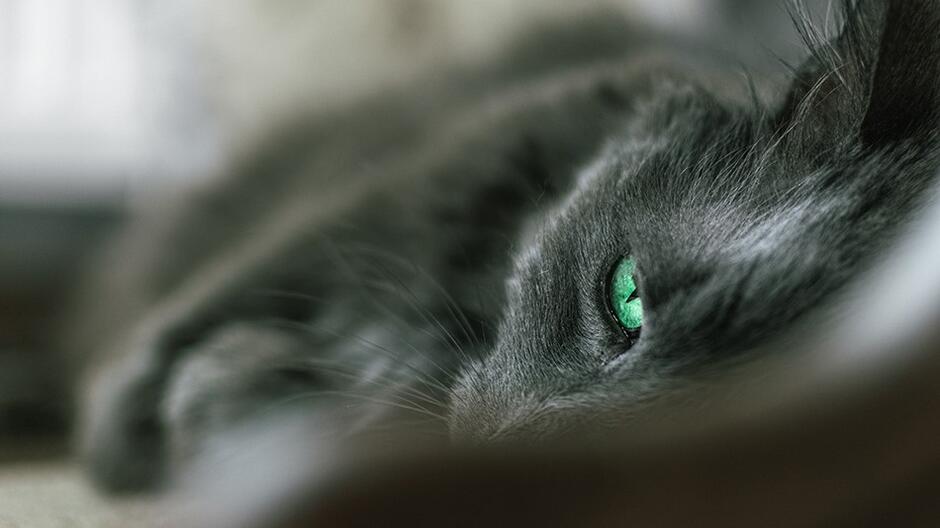 Leżący czarny kot z zielonymi oczami