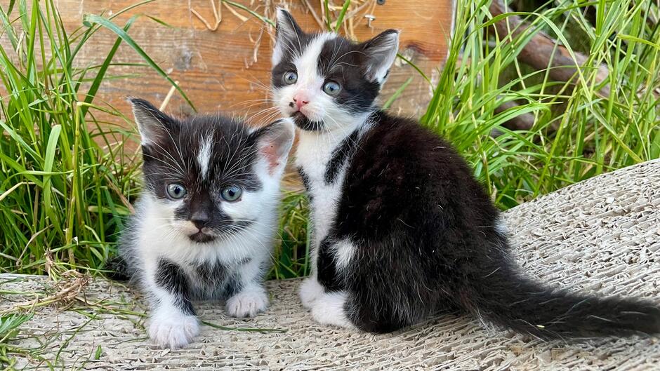 Dwa małe kotki siedzące wśród trawy