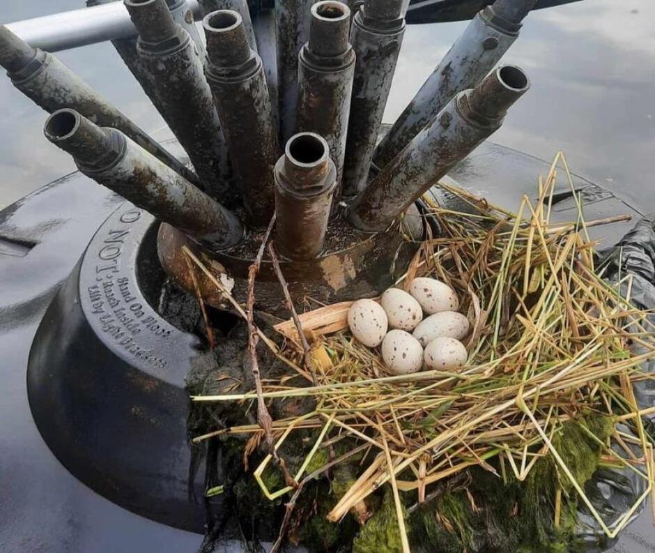 Na pierwszym planie u dołu ptasie gniazdo, w nim sześć jajek, u góry fragmenty fontanny  