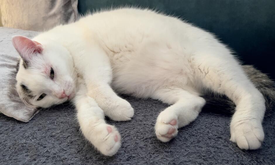 Gato blanco tirado en la alfombra