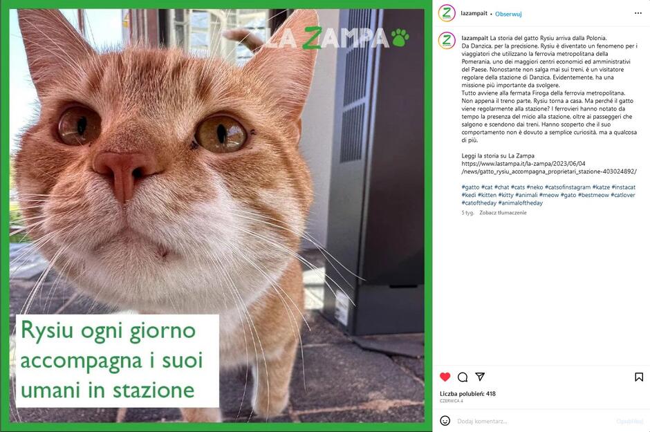Screen z internetu włoskiego o kocie