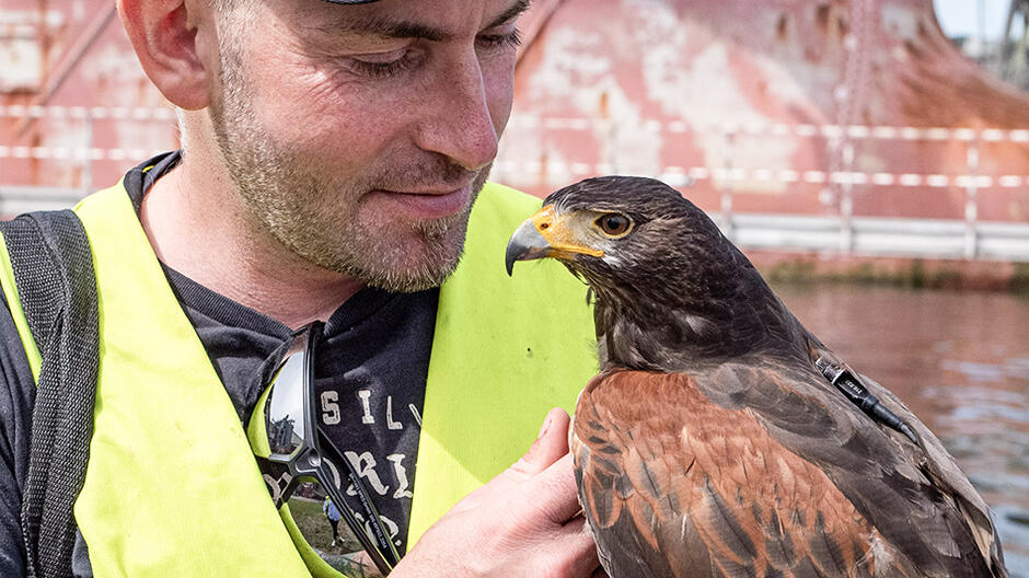 Mężczyzna trzymający sokoła w ręku i przyglądający się mu z bliska