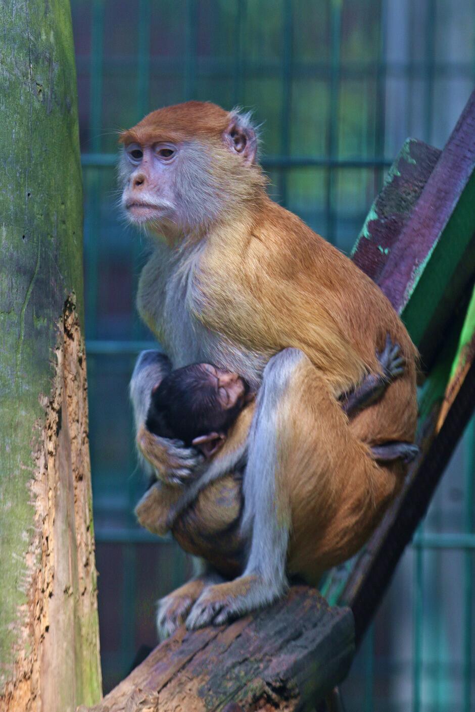 Małpa trzymająca w objęciach małą małpę