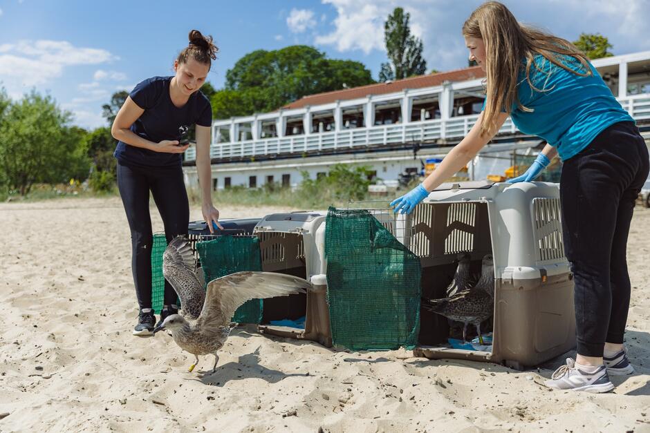 dwie młode kobiety otworzyły drzwiczki transporterów, z których na piasek plaży wychodzą ptaki