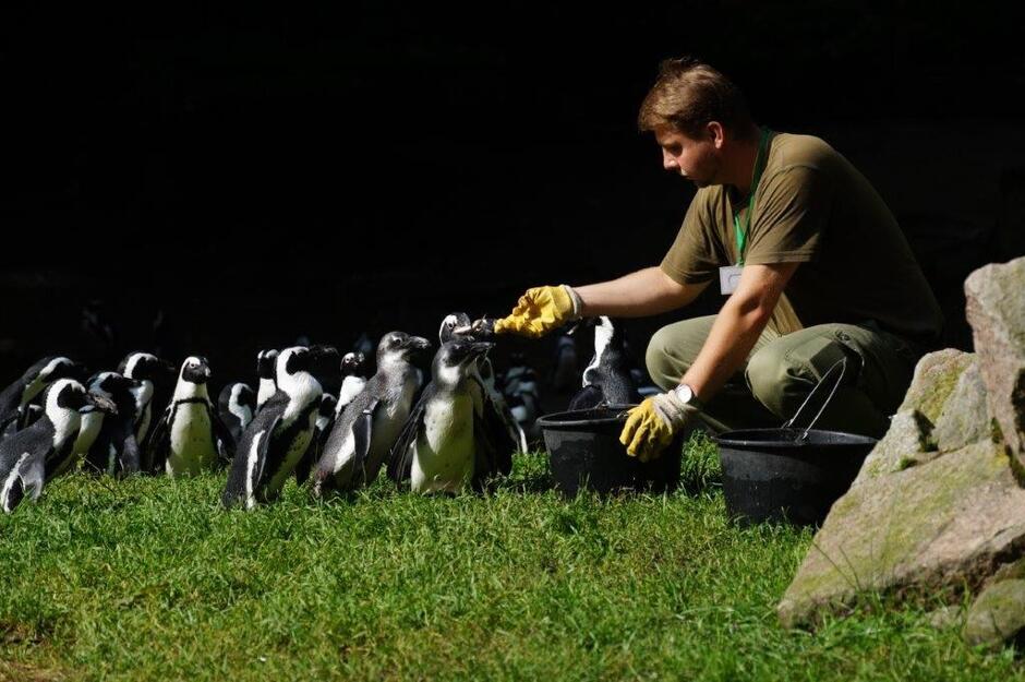 pracownik zoo kuca i karmi stado kilkunastu pingwinów