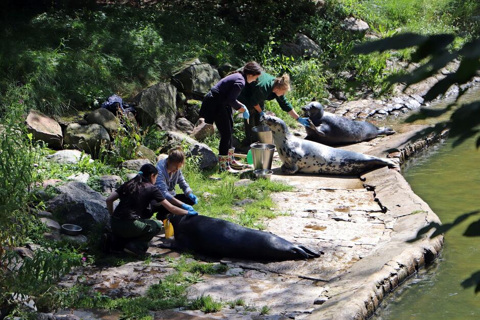 foki leżą na brzegu basenu, pracownice zoo karmią je rybami z wiader