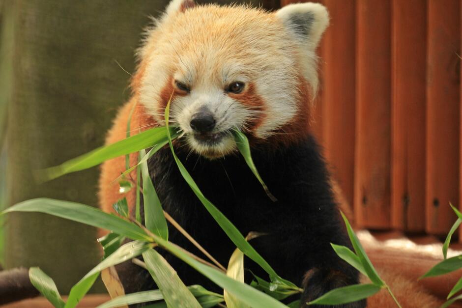 panda ruda jedząca liście
