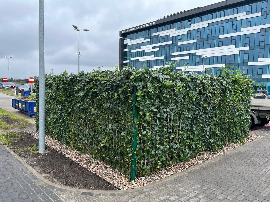 Okryta zielonym bluszczem wiata na odpady, w tle budynek biurowy