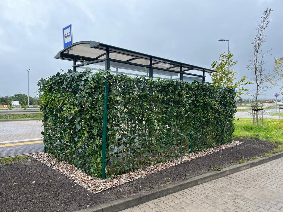 Kryty zielonym bluszczem przystanek autobusowy