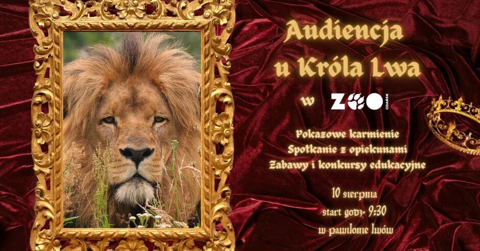 Grafika informująca o akcji "Audiencja u króla lwa" w gdańskim zoo