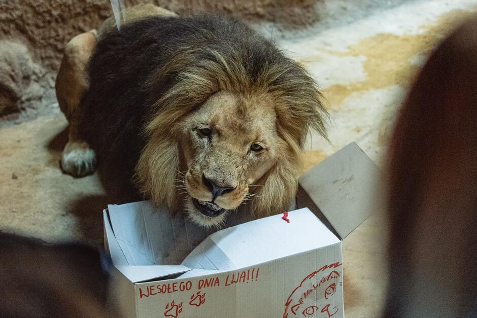 Lew otwiera dużą paczkę z szarego kartonu