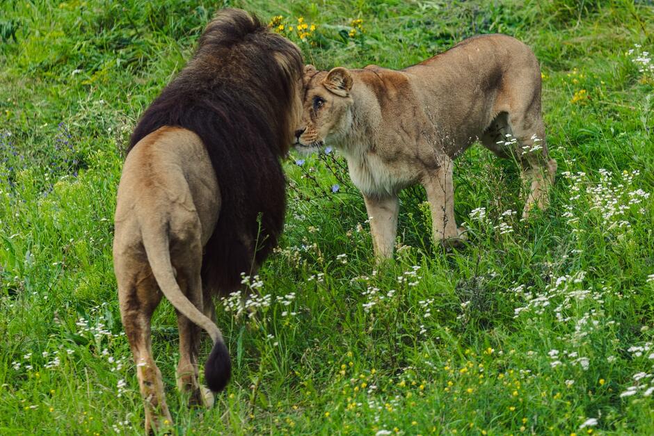 Zdjęcie przedstawia samca i samicę, które stoją obok siebie, jakby się przytulały