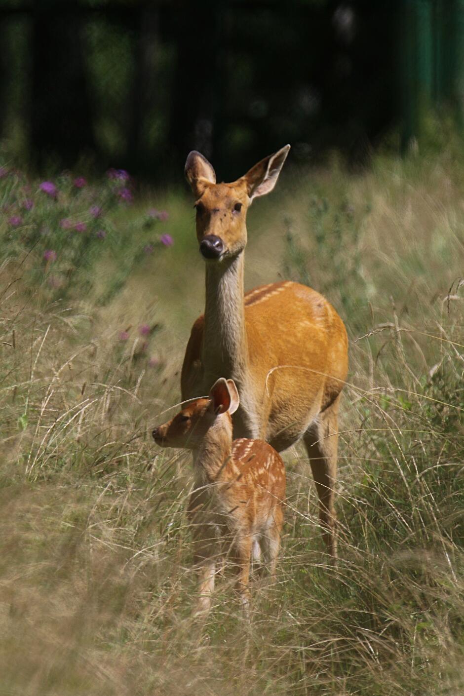 Duży i mały jeleń stojący w trawie