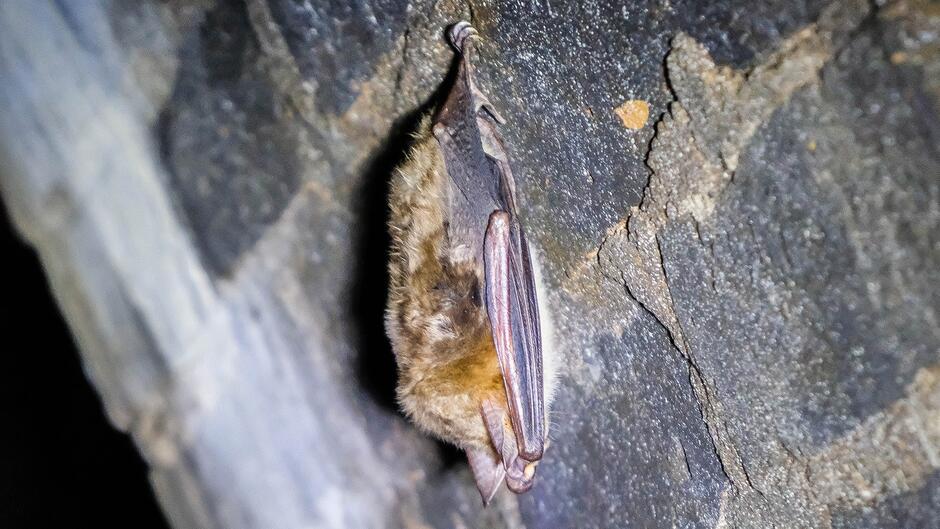 Nietoperz siedzący na ścianie 