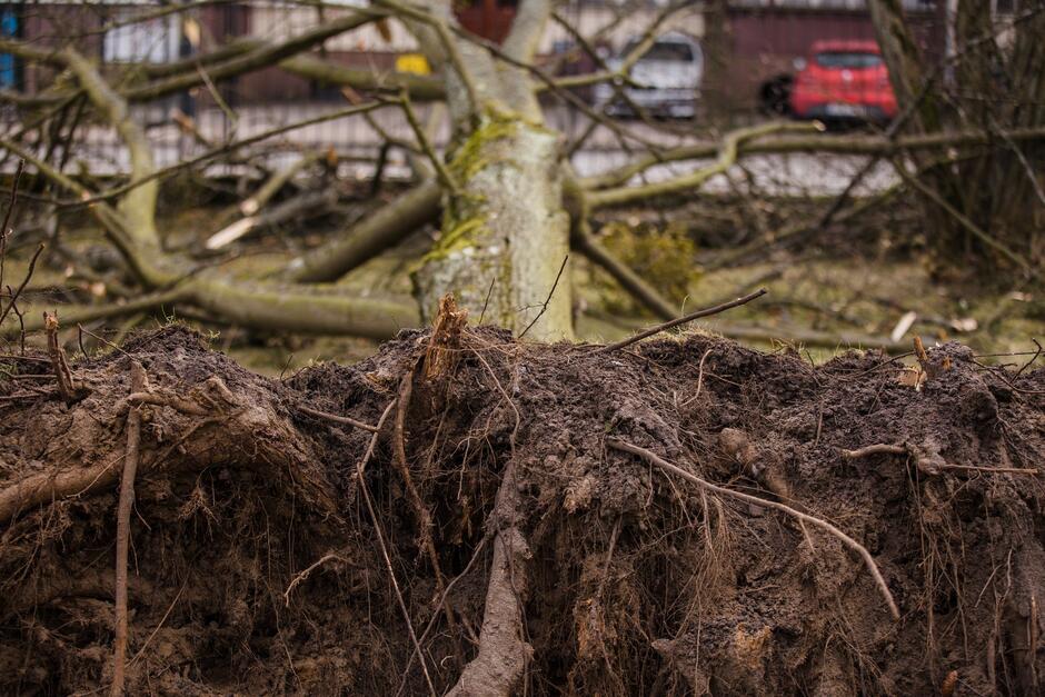 drzewo przewrócone na ziemię, od strony korzenia