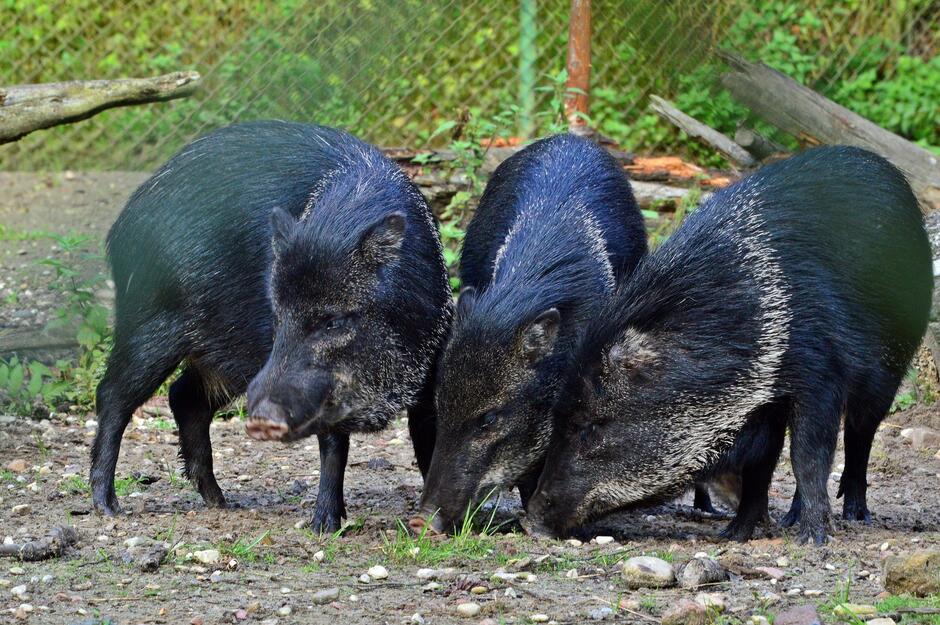Trzy czarne świnie na wybiegu