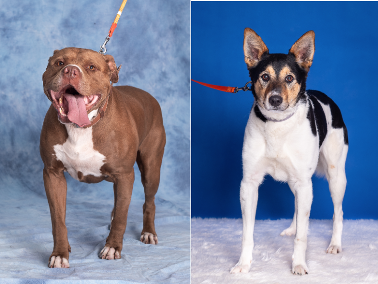 Dwa psy - po lewej brązowy pies w typie pitbulla, po prawej mieszaniec w kolorze biało-czarnym