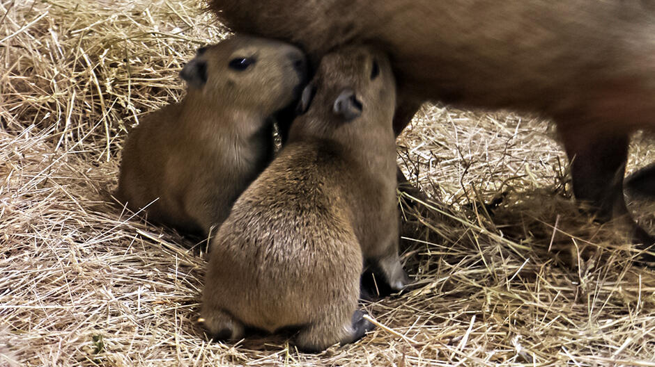 dorosła kapibara i dwie małe
