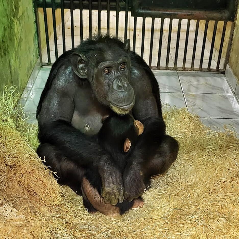 Duża szympansica siedzi, obejmuje przytulonego do niej małego szympansa