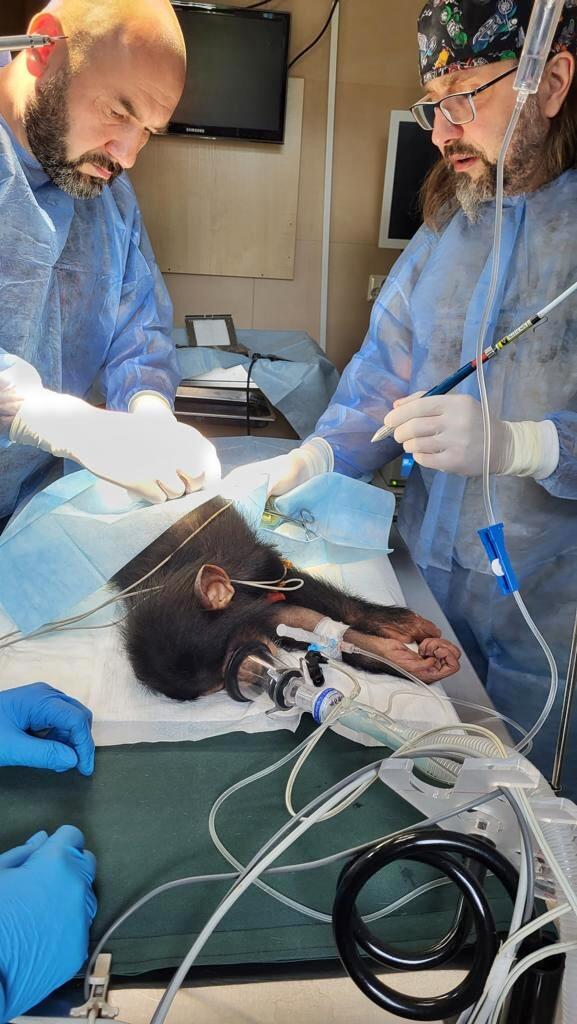 Z prawej i lewej stronu mężczyźni w średnim wieku w strojach medycznych, w środku stół operacyjny, na którym leży uśpiony młody szympans