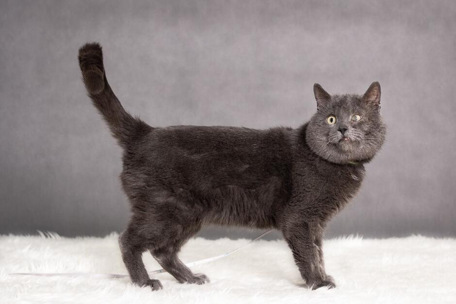 Zdjęcie przedstawia szarego kota ze zdeformowanym oczkiem