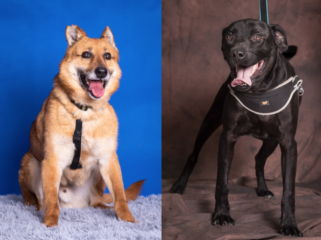 Zdjęcie przedstawia dwa psy do adopcji. Po lewej stronie zdjęcia stoi rudawy pies na granatowym tle, po prawej - mahoniowy pies w typie labradora na brązowym tle. 